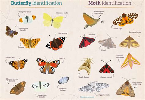 different types of butterflies uk.